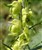 Aconitum anthora - Kopia.jpg