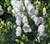 Aconitum x cammarum 'Eleonara' - Kopia.jpg