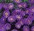 Aster novae-angliae 'Purple Dome' - Kopia.jpg