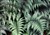 Athyrium niponicum var. pictum - Kopia.jpg
