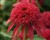 Echinacea Double Scoop 'Cranberry'.jpg