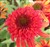 Echinacea Double Scoop 'Orangeberry'.jpg