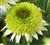 Echinacea 'Greenline'.jpg