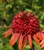 Echinacea 'Irresistible'.jpg