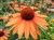 Echinacea 'Orange Passion'.JPG