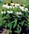 Echinacea purpurea 'White Nathalie'.jpg