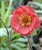 Geum rivale 'Flames of Passion'.jpg