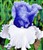 Iris germanica 'Victoria Falls'.jpg