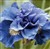 Iris sibirica 'Concord Crush'.jpg