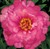 Paeonia (Itoh hybr.) 'First Arrival'.jpg