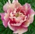 Paeonia (Itoh hybr.) 'Julia Rose'.jpg