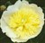 Paeonia (Lactiflora hybr.) 'Primevère'.jpg