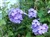 Phlox (Paniculata hybr.) 'Blue Paradise'.jpg