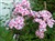 Phlox (Paniculata hybr.) 'Peppermint Twist'.jpg