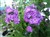 Phlox (Paniculata hybr.) 'Purple Kiss'.jpg