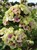 Phlox (Paniculata hybr.)  Sherbet Blend.jpg