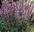 Salvia pratensis 'Pink Delight'.jpg