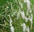 Sanguisorba tenuifolia 'Alba'.jpg