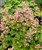 Tiarella cordifolia 'Rosalie'.jpg