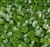 Tiarella cordifolia.jpg
