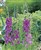 Verbascum phoeniceum  Purple mullein.jpg